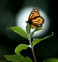 Butterfly in the Spotlight