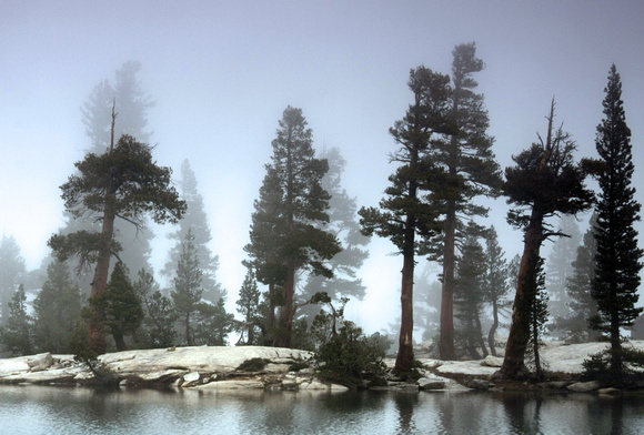 Sequoias in the Fog