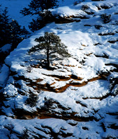 Tree on Snowy Cliff