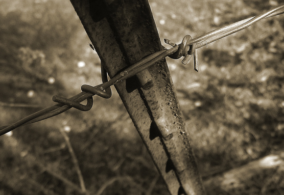 Barbed Wire and Bug