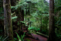 Rain Forest Trail
