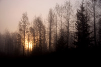 Sunrise through White Birch
