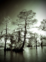 Swamp Tree