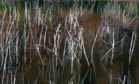 Lake of Sticks