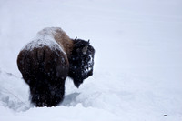 Bison, one of many