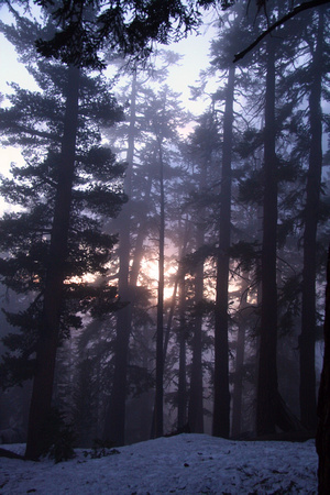 Sunset in the Sequoias